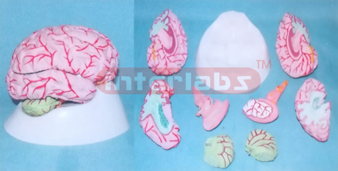 WEST-TYPE BRAIN,8PCS WITH ELLIPTIC STAND